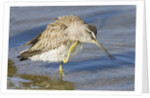 Short-Billed Dowitcher grooming by Anonymous