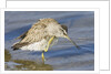 Short-Billed Dowitcher grooming by Anonymous