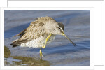 Short-Billed Dowitcher grooming by Anonymous