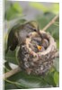 Anna's Hummingbird feeds chicks in it's nest by Anonymous