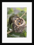 Anna's Hummingbird feeds chicks in it's nest by Anonymous