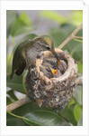 Anna's Hummingbird feeds chicks in it's nest by Anonymous