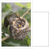 Anna's Hummingbird feeds chicks in it's nest by Anonymous