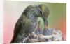 Anna's Hummingbird feeds her chcks in the nest by Anonymous