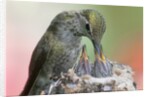 Anna's Hummingbird feeds her chcks in the nest by Anonymous