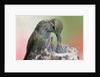 Anna's Hummingbird feeds her chcks in the nest by Anonymous