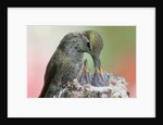 Anna's Hummingbird feeds her chcks in the nest by Anonymous