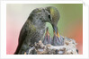 Anna's Hummingbird feeds her chcks in the nest by Anonymous