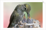Anna's Hummingbird feeds her chcks in the nest by Anonymous