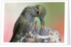Anna's Hummingbird feeds her chcks in the nest by Anonymous