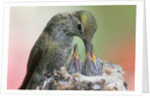 Anna's Hummingbird feeds her chcks in the nest by Anonymous