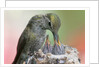 Anna's Hummingbird feeds her chcks in the nest by Anonymous