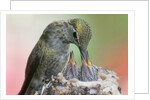 Anna's Hummingbird feeds her chcks in the nest by Anonymous