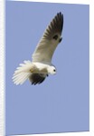 White-Tailed Kite hunting by Anonymous