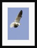White-Tailed Kite hunting by Anonymous