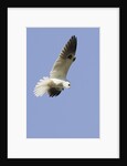 White-Tailed Kite hunting by Anonymous