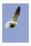 White-Tailed Kite hunting by Anonymous