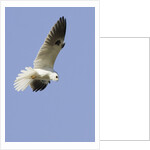 White-Tailed Kite hunting by Anonymous
