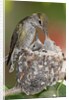 Anna's Hummingbird feeds chicks in it's nest by Anonymous