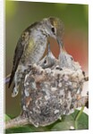 Anna's Hummingbird feeds chicks in it's nest by Anonymous