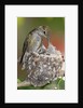 Anna's Hummingbird feeds chicks in it's nest by Anonymous