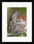 Anna's Hummingbird feeds chicks in it's nest by Anonymous