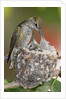 Anna's Hummingbird feeds chicks in it's nest by Anonymous