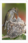 Anna's Hummingbird feeds chicks in it's nest by Anonymous