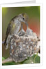 Anna's Hummingbird feeds chicks in it's nest by Anonymous