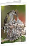 Anna's Hummingbird feeds chicks in it's nest by Anonymous
