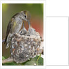 Anna's Hummingbird feeds chicks in it's nest by Anonymous