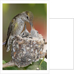 Anna's Hummingbird feeds chicks in it's nest by Anonymous