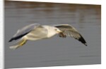 Ring-Billed Gull flys with a bat in it's bill by Anonymous