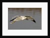 Ring-Billed Gull flys with a bat in it's bill by Anonymous