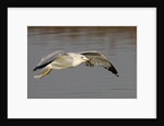 Ring-Billed Gull flys with a bat in it's bill by Anonymous