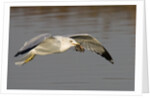 Ring-Billed Gull flys with a bat in it's bill by Anonymous