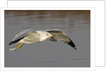 Ring-Billed Gull flys with a bat in it's bill by Anonymous