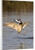 Marbled Godwit and Willet landing by Anonymous