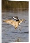 Marbled Godwit and Willet landing by Anonymous