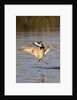 Marbled Godwit and Willet landing by Anonymous