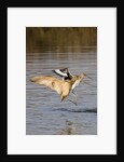 Marbled Godwit and Willet landing by Anonymous