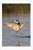 Marbled Godwit and Willet landing by Anonymous