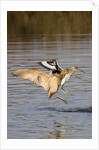 Marbled Godwit and Willet landing by Anonymous