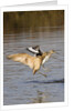Marbled Godwit and Willet landing by Anonymous