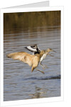 Marbled Godwit and Willet landing by Anonymous