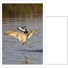 Marbled Godwit and Willet landing by Anonymous