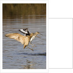 Marbled Godwit and Willet landing by Anonymous