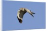 Male Northern Harrier in flight by Anonymous