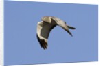 Male Northern Harrier in flight by Anonymous