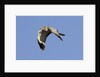 Male Northern Harrier in flight by Anonymous